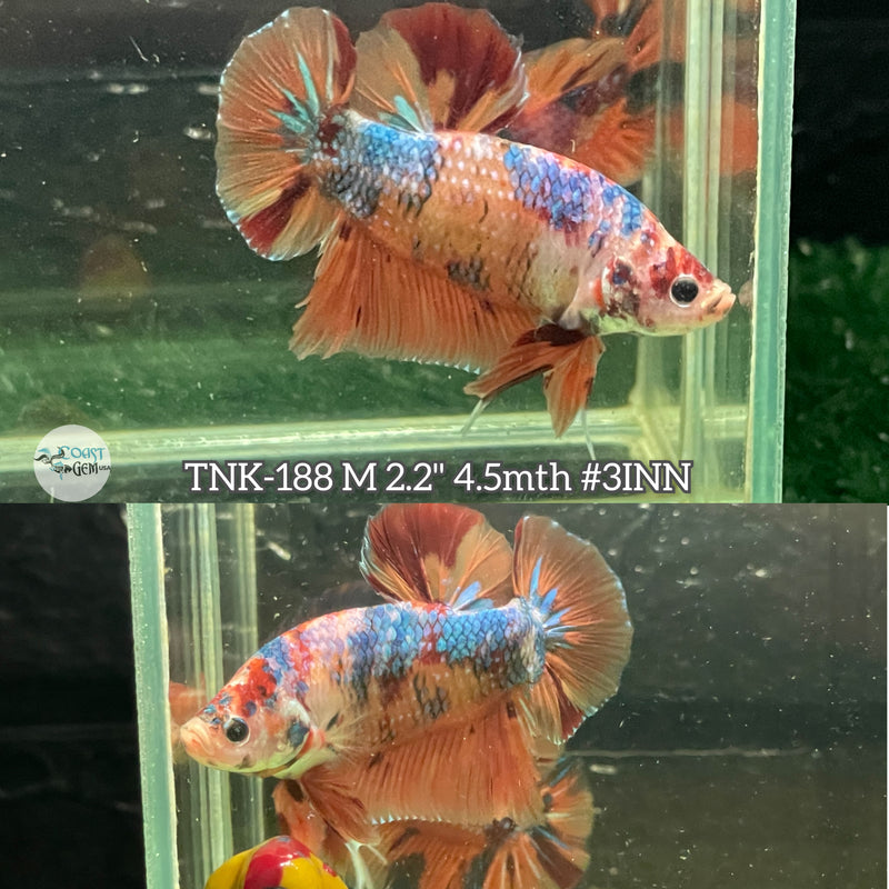 Live Male Betta Giants Nemo Metallic Plakat (TNK-188)High quality what you see what you get!!