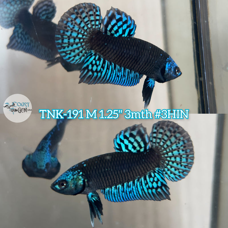 Live Male Betta Blue-Black Samurai Alien Wild Plakat (TNK-191)S285 High quality what you see what you get!!