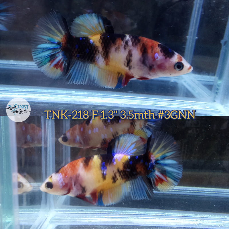 Live Female Betta Black Nemo Koi Plakat (TNK-218)S129 High quality what you see what you get!!
