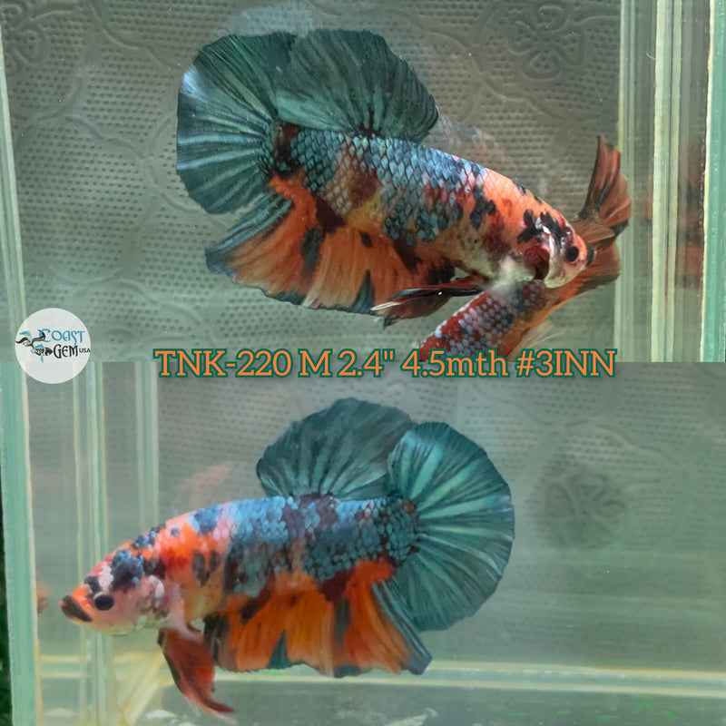 Live Male Betta Orange Green Nemo Koi Giants Plakat (TNK-220) High quality what you see what you get!!