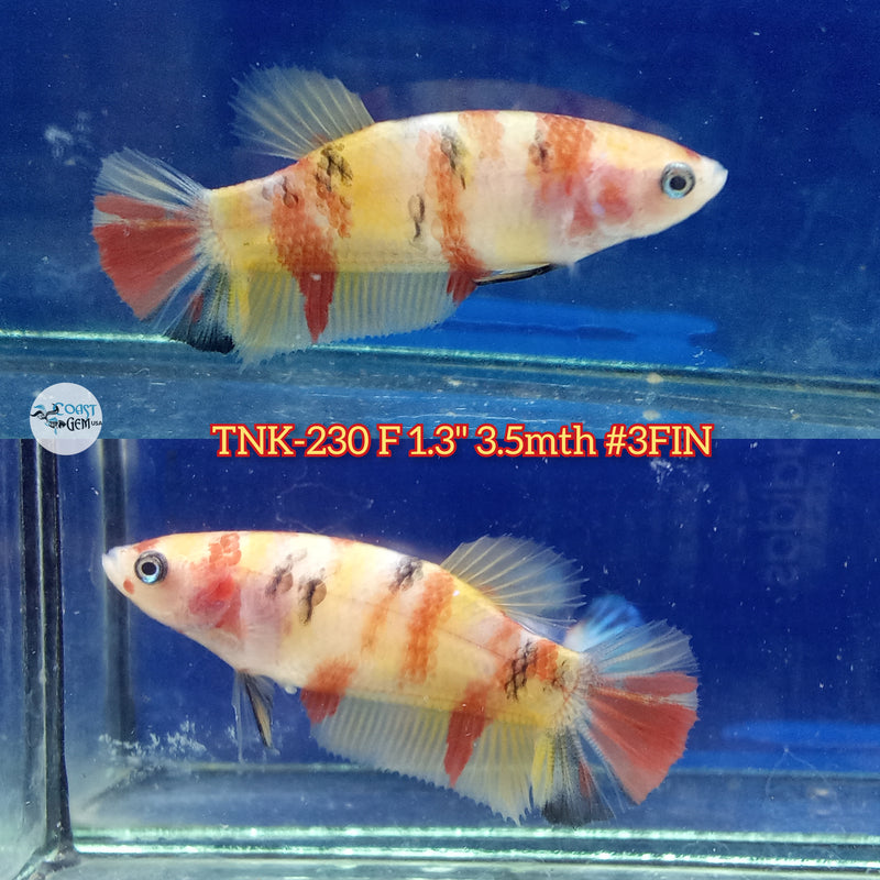 Live Female Betta Classic Nemo Koi Plakat S115 (TNK-230) High quality what you see what you get!!