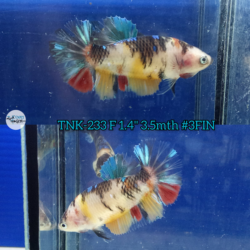 Live Female Betta Galaxy Koi Plakat  (TNK-233) High quality what you see what you get!!