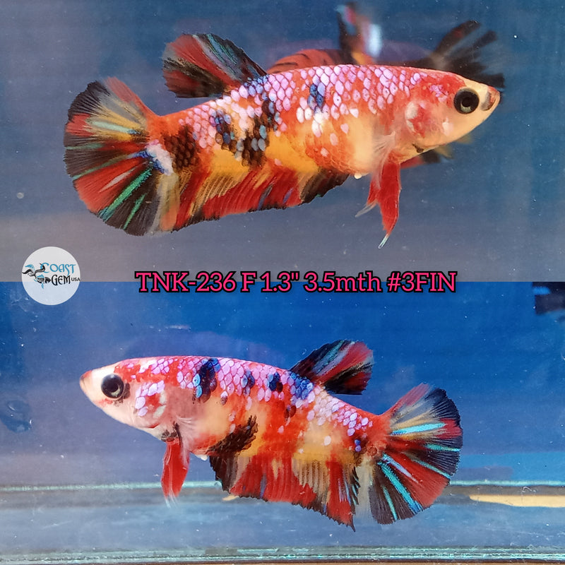 Live Female Betta Red Galaxy Koi Plakat S116 (TNK-236) High quality what you see what you get!!