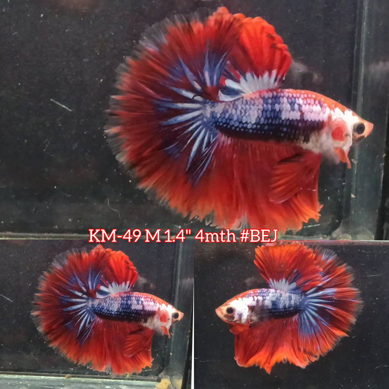 Live Male Betta Fancy Red koi Halfmoon(KM-49) High quality what you see what you get!!