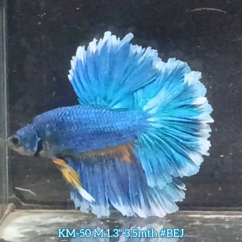 Live Male Betta Fancy Blue marble Halfmoon Rosetail  (KM-50) High quality what you see what you get!!