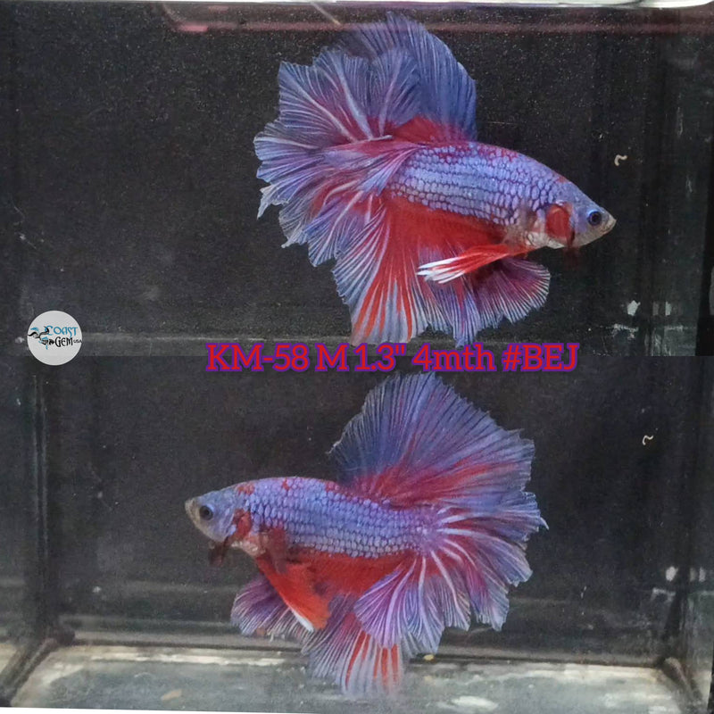 Live Male Betta Red violet Fancy dragon Halfmoon Rosetail  (KM-58) High quality what you see what you get!!