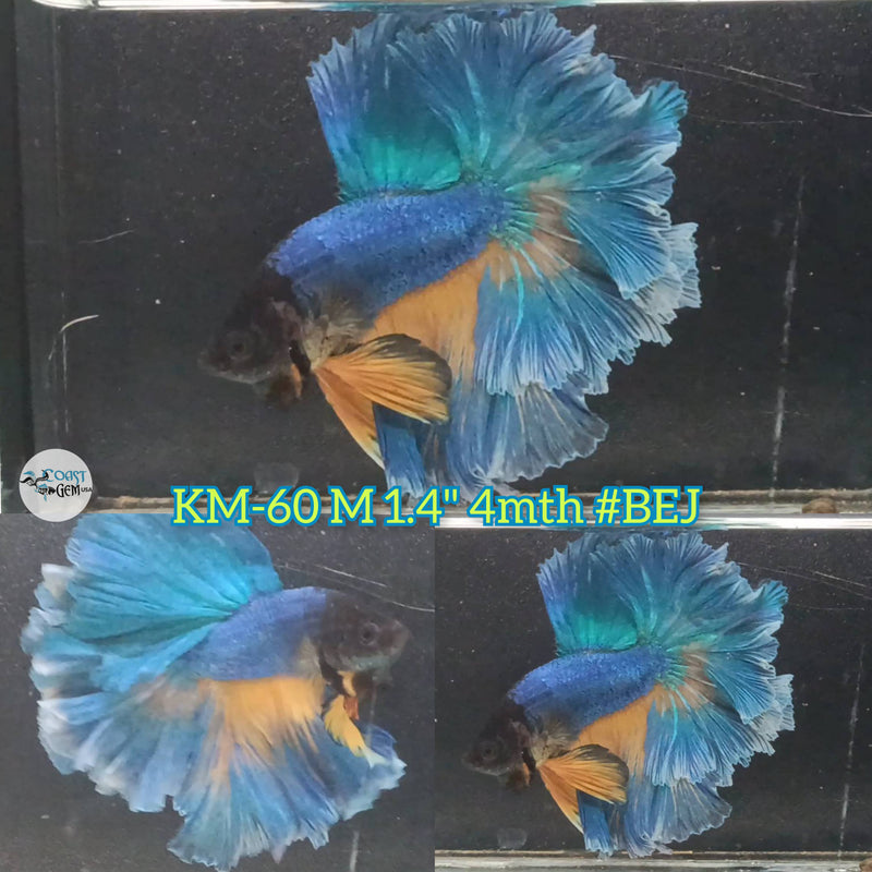 Live Male Betta Blue Turquoise yellow mustard Over Halfmoon Rosetail (KM-60) High quality what you see what you get!!