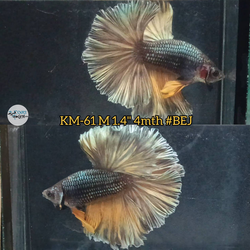 Live Male Betta Cooper yellow mustard Over Halfmoon S133 (KM-61) High quality what you see what you get!!