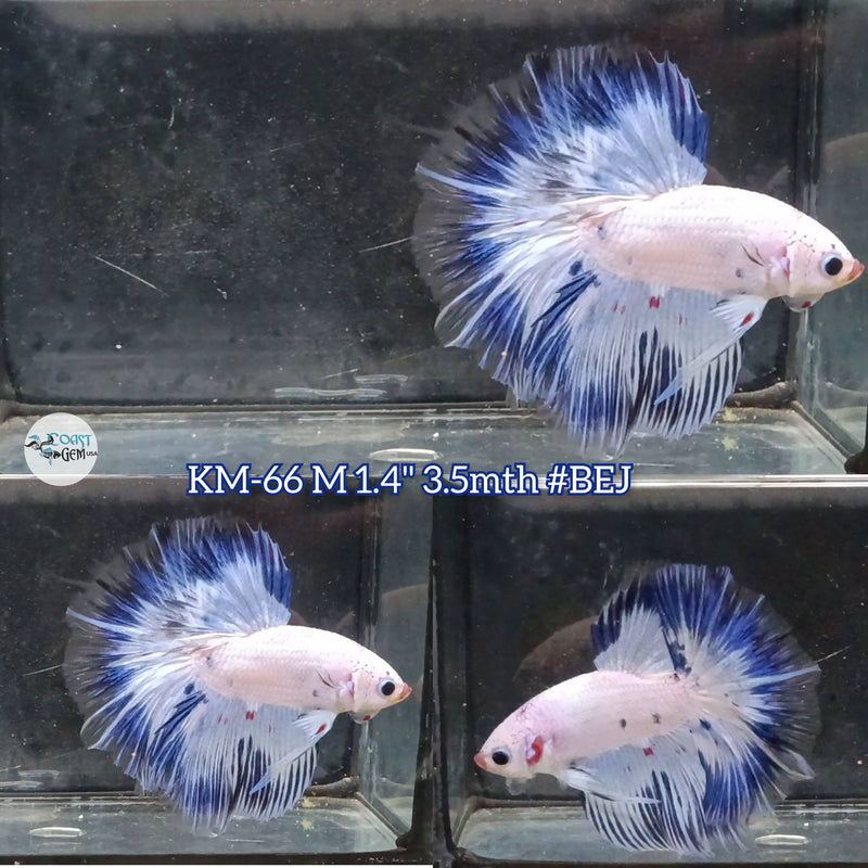 Live Male Betta Fancy Blue Marble Halfmoon (KM-66) High quality what you see what you get!!