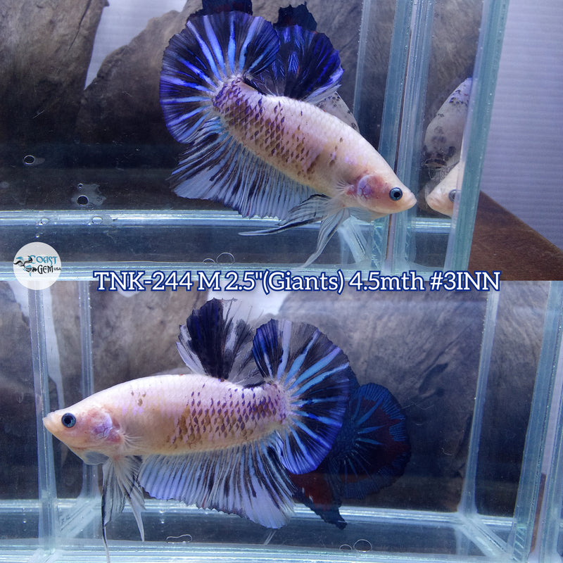 X Live Male Betta Blue Fancy marble two colors Giants Plakat (TNK-244)High quality what you see what you get!!