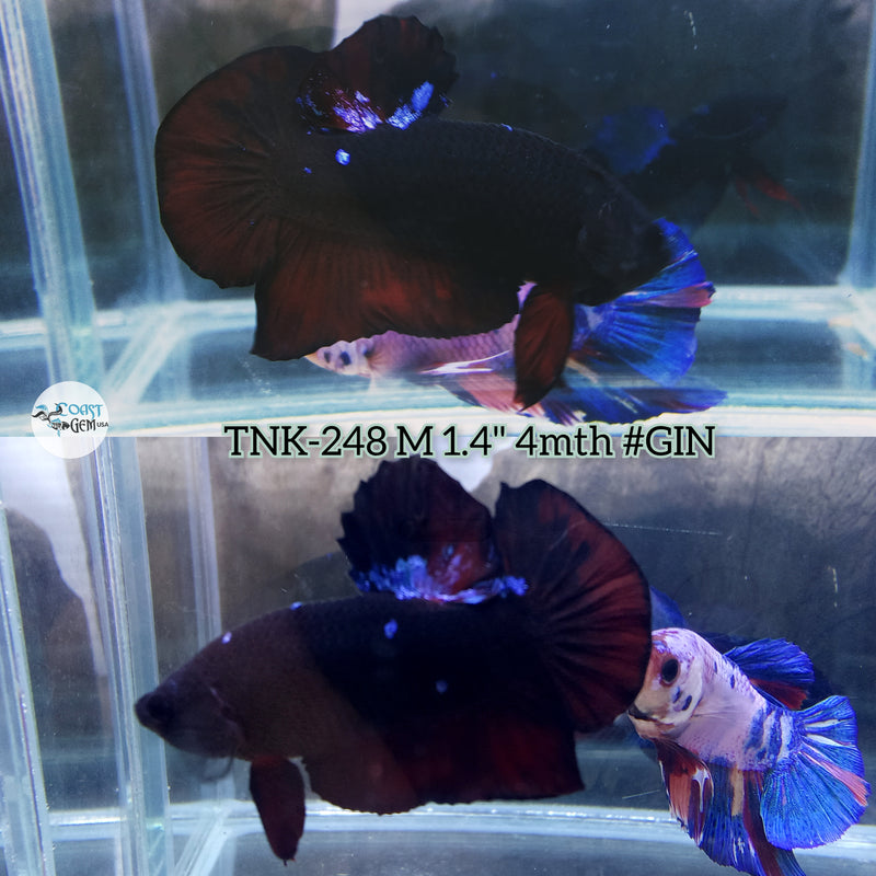 Live Male Betta Black Avatar Plakat (TNK-248 High )quality what you see what you get!!