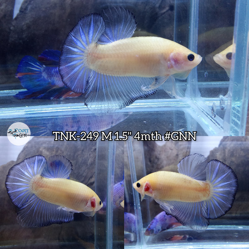 Live Male Betta Black rim Opal Plakat (TNK-249)  High quality what you see what you get!!