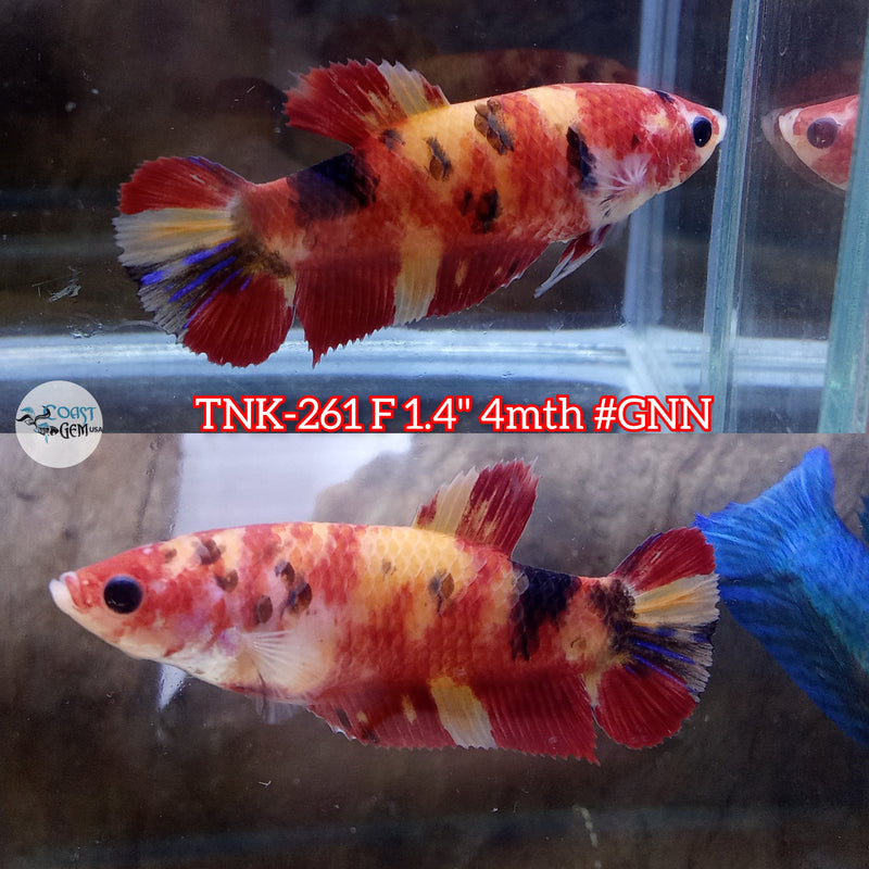 Live Female Betta Classic Nemo Koi Plakat (TNK-261)  High quality what you see what you get!!