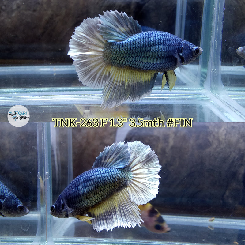 Live Female Betta Copper Yellow mustard Halfmoon (TNK-263) High quality what you see what you get!!