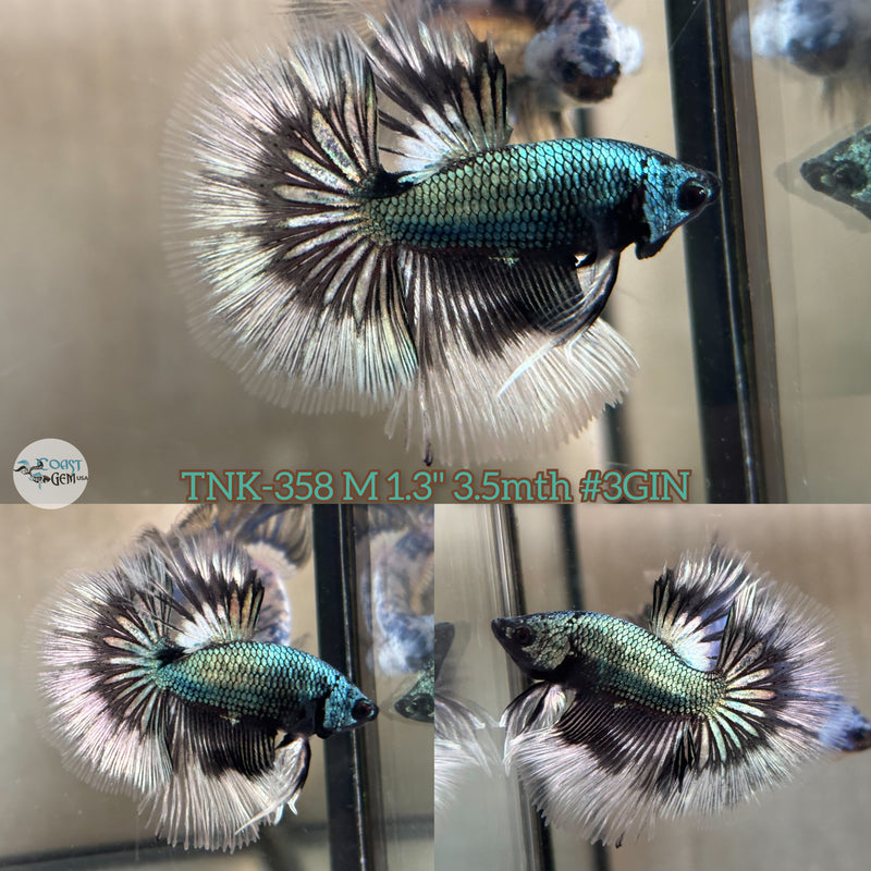 Live Male Betta Silver Copper Butterfly Halfmoon (TNK-358) High quality What you see what you get!