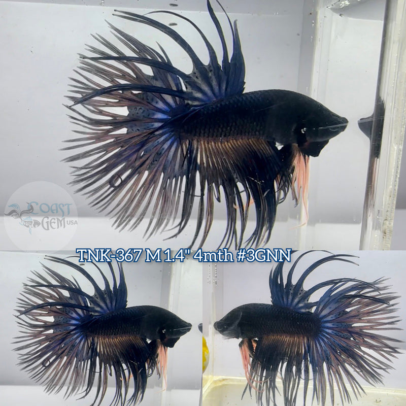 Live Male Betta Blue Orange Fancy Dark colors Crowntail (TNK-367)  High quality What you see what you get!
