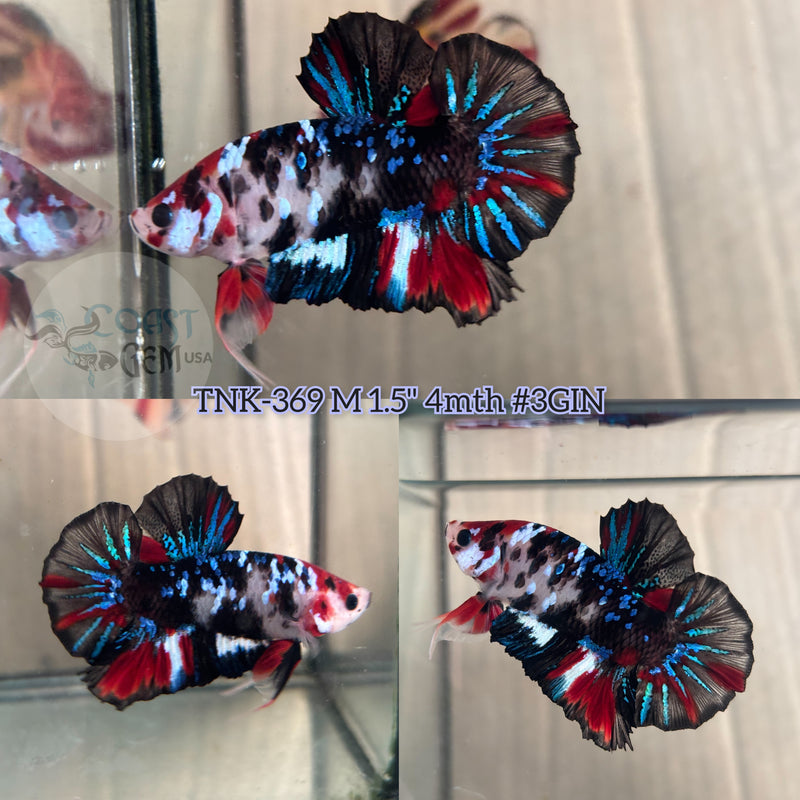 Live Male Betta Black Galaxy Koi Plakad (TNK-369)  High quality what you see what you get!!