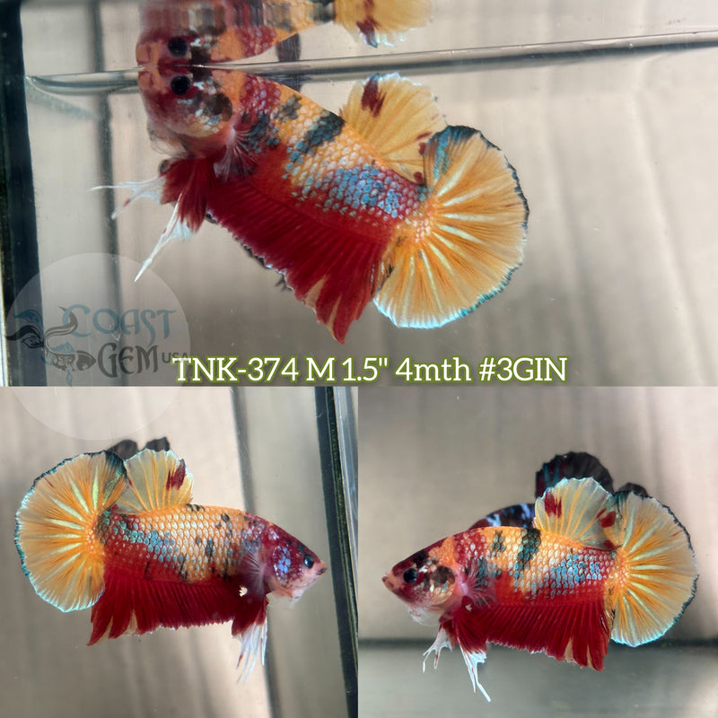 Live Male Betta Red Yellow Koi Metallic Plakad (TNK-374) S183 High quality what you see what you get!!