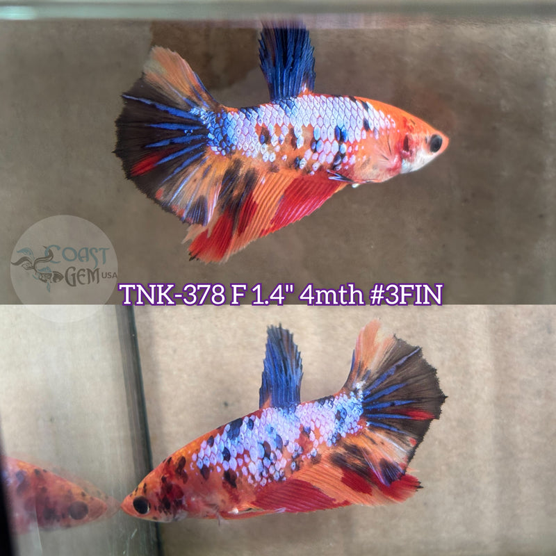 Live Female Betta Nemo Koi Metallic Halfmoon (TNK-378) High quality what you see what you get!!