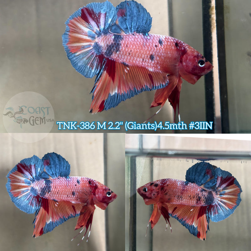 Live Male Betta Giants Candy Nemo Plakad (TNK-386) High quality what you see what you get!!