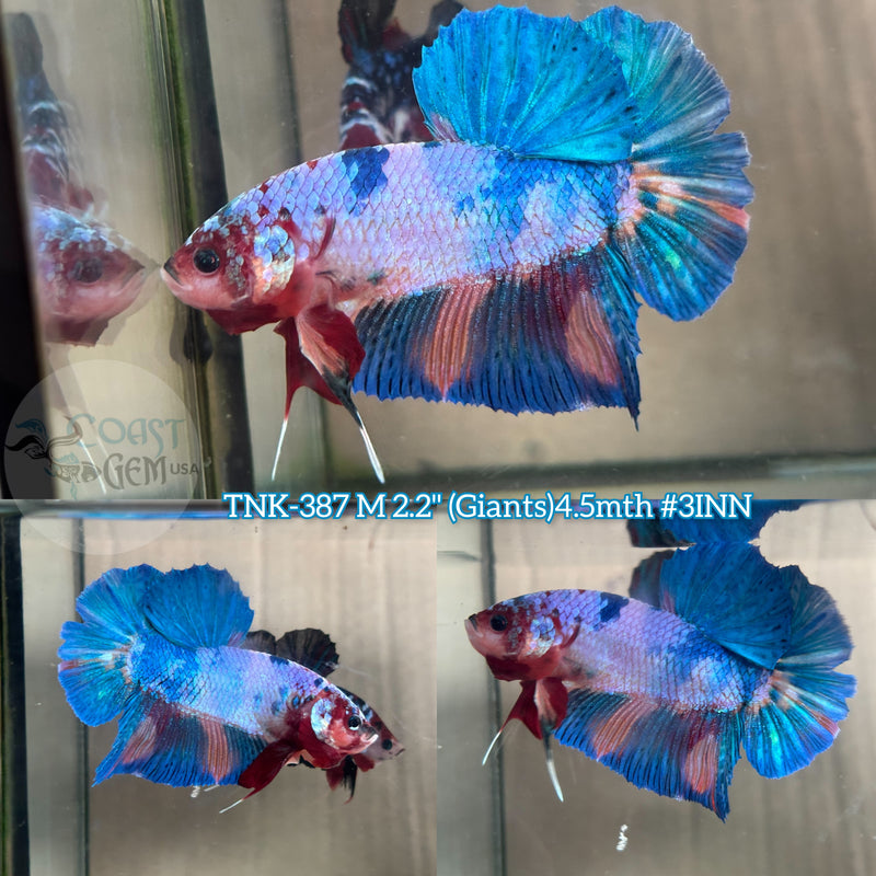 Live Male Betta Giants Fancy marble Plakat (TNK-387) High quality what you see what you get!!