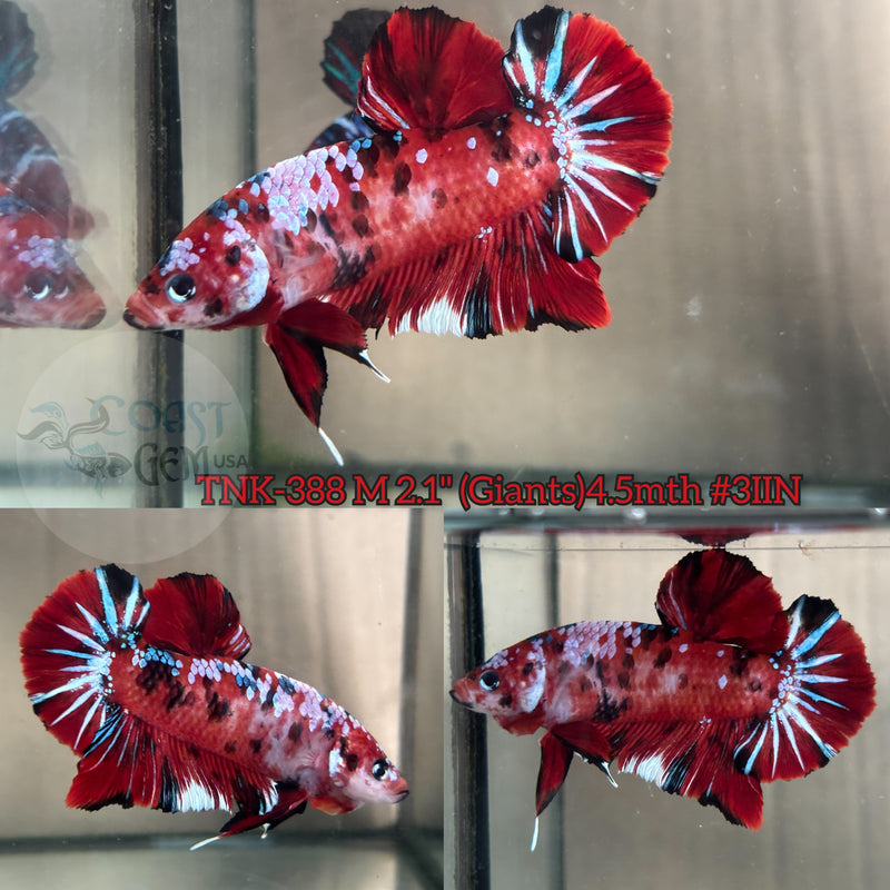 Live Male Betta Giants Red Galaxy Koi Plakad (TNK-388) High quality what you see what you get!!