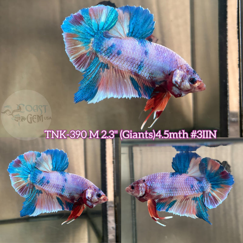 Live Male Betta Giants Candy Sweet colors Plakad (TNK-390) High quality what you see what you get!!