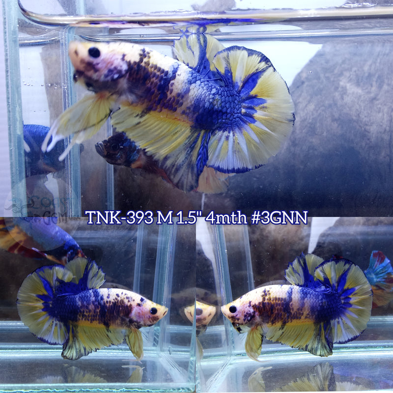 Live Male Betta Fancy Yellow Marble Plakad (TNK-393) S258 High quality what you see what you get!!