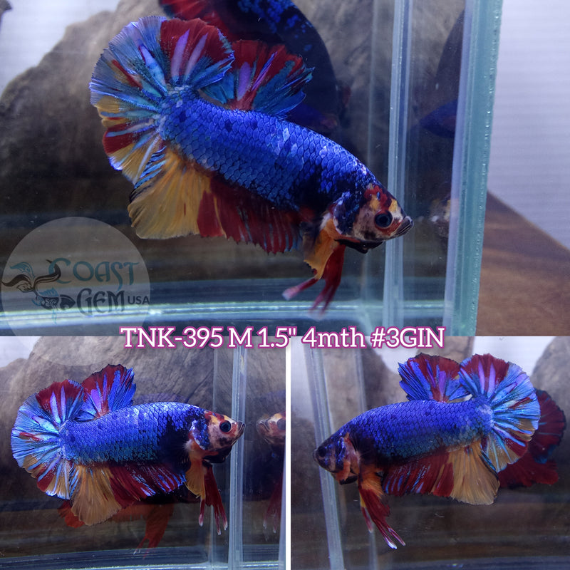 Live Male Betta Fancy Koi Mix colors Plakad (TNK-395) S260 High quality what you see what you get!!
