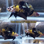 Live Male Betta Yellow Black Koi Plakad (TNK-396)  High quality what you see what you get!!