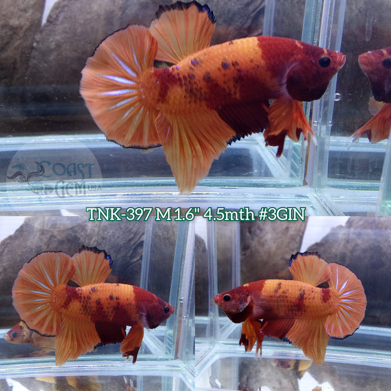 Live Male Betta Classic Nemo Head marking Plakad (TNK-397)  High quality what you see what you get!!