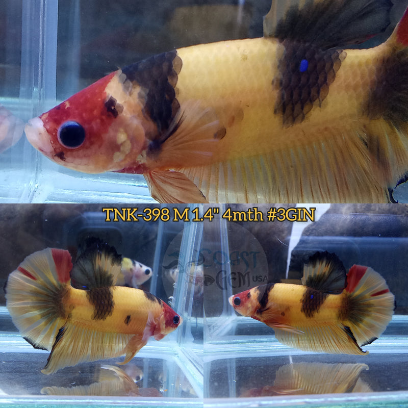 Live Male Betta Yellow Tiger Koi Red Head marking Plakad (TNK-398) S264 High quality what you see what you get!!