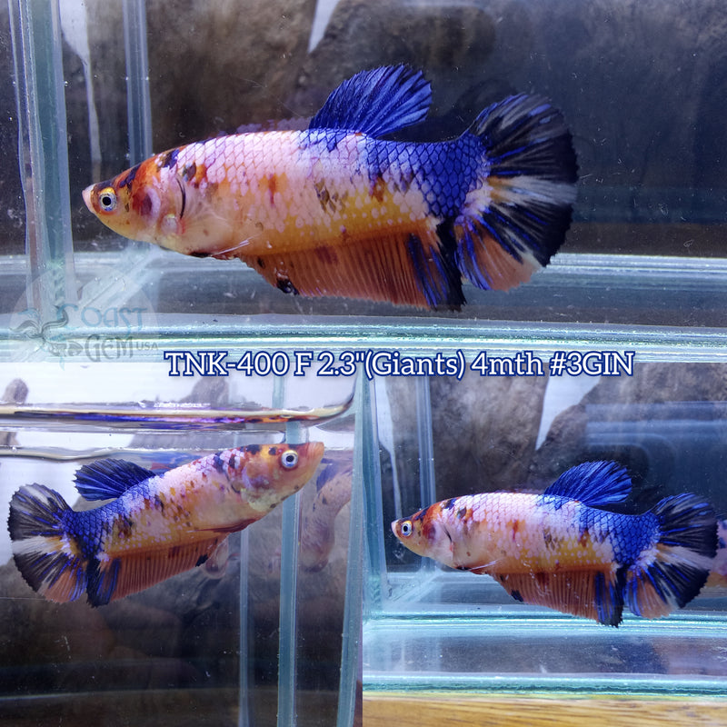 Live Female Betta Giants Fancy marble Plakad (TNK-400) High quality what you see what you get!!