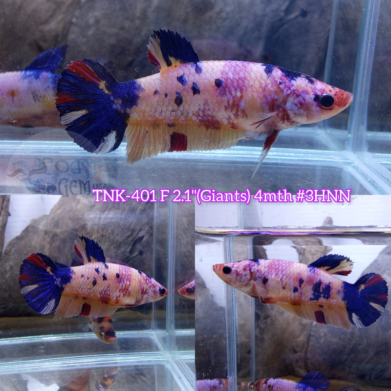 Live Female Betta Giants Candy Mix colors Plakad (TNK-401) High quality what you see what you get!!