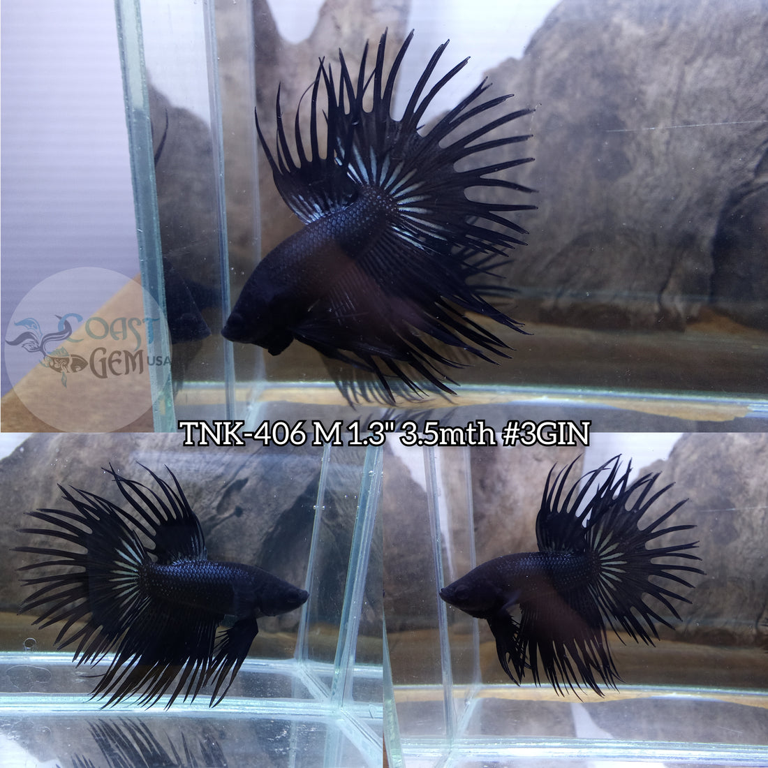Live Male Betta Black Orchid Crowntail (TNK-406) High quality what you see what you get!!