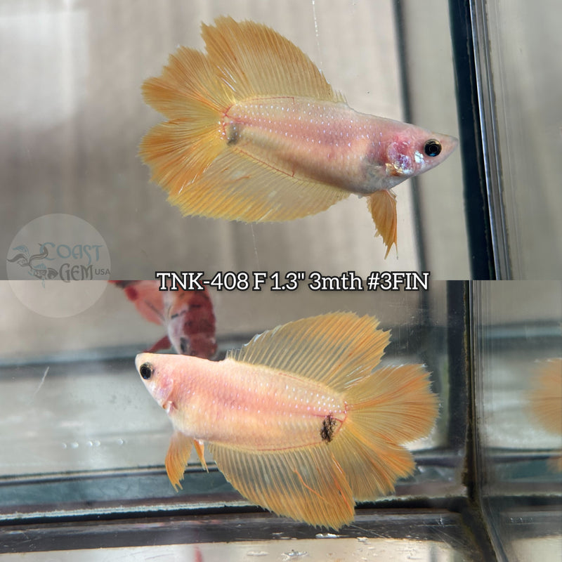 Live Female Betta Yellow Solid color Doubletail Halfmoon (TNK-408) S187  what you see what you get!!