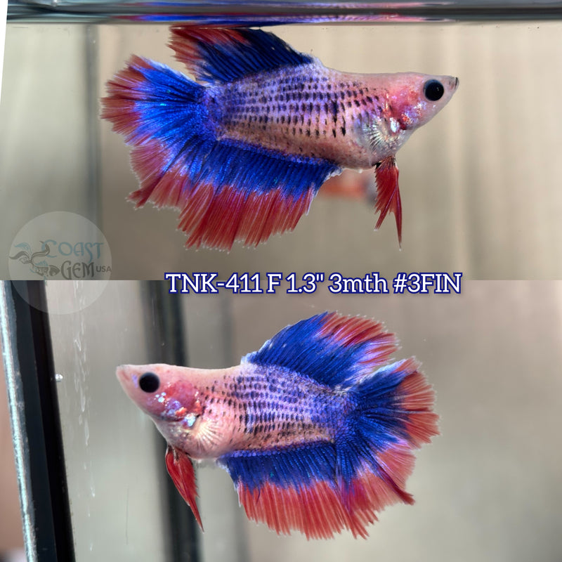 Live Female Betta Fancy Red Blue Muscot Doubletail Halfmoon (TNK-411) what you see what you get!!