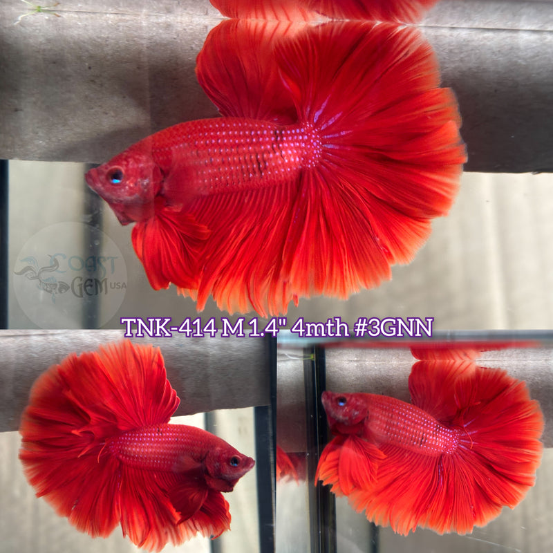 Live Male Betta Super Red Solid OverHalfmoon (TNK-414) what you see what you get!!