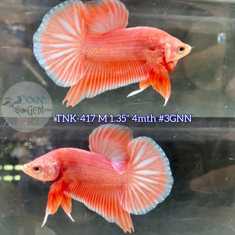 Live Male Betta Fancy Pink pastel Sweet tone Plakat (TNK-417)  what you see what you get!!