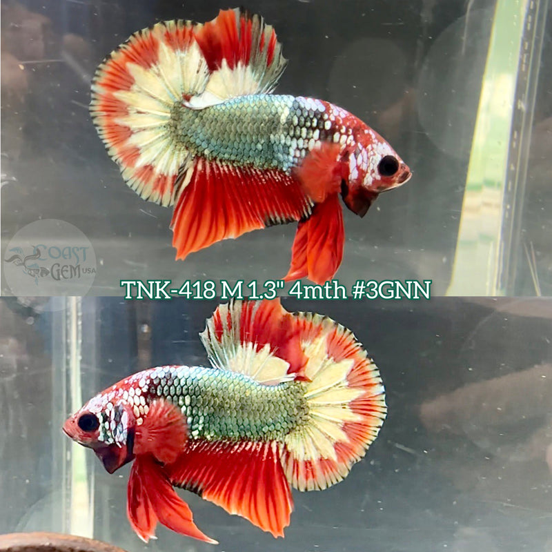 Live Male Betta Fancy Copper Red Startail Plakat (TNK-418) what you see what you get!!