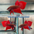 Live Male Betta Hybrid Red Splendens Wild Plakat (TNK-426) what you see what you get!!