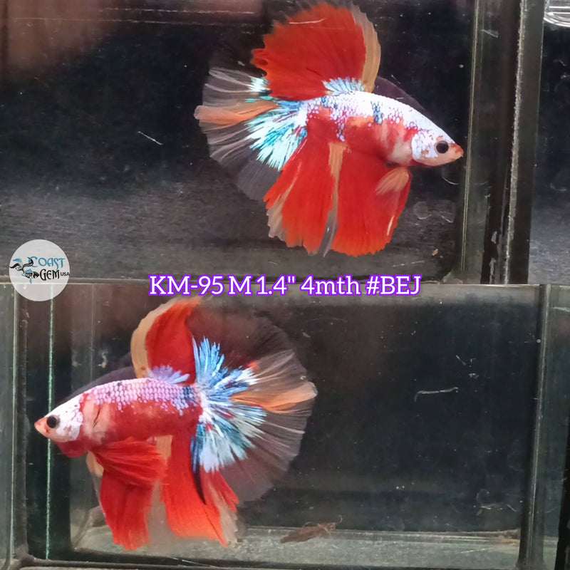 Live Male Betta Candy Metallic Halfmoon (KM-95) S064 what you see what you get!!
