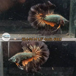 Live Male Betta Black copper yellow mustard Halfmoon (KM-96) what you see what you get!!
