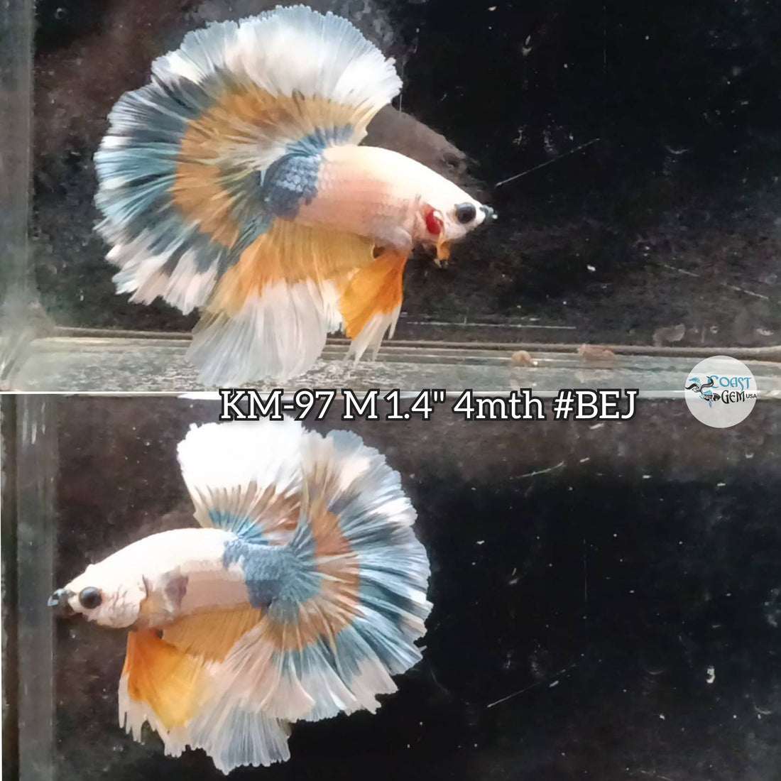 Live Male Betta Yellow Fancy Halfmoon Rosetail (KM-97)  what you see what you get!!