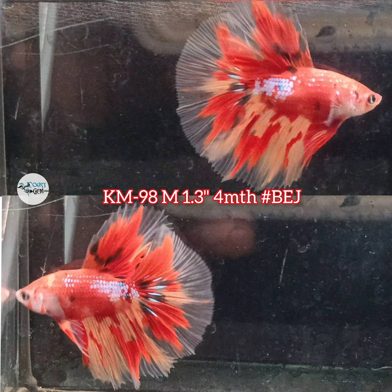 Live Male Betta Nemo Metallic Halfmoon (KM-98) what you see what you get!!