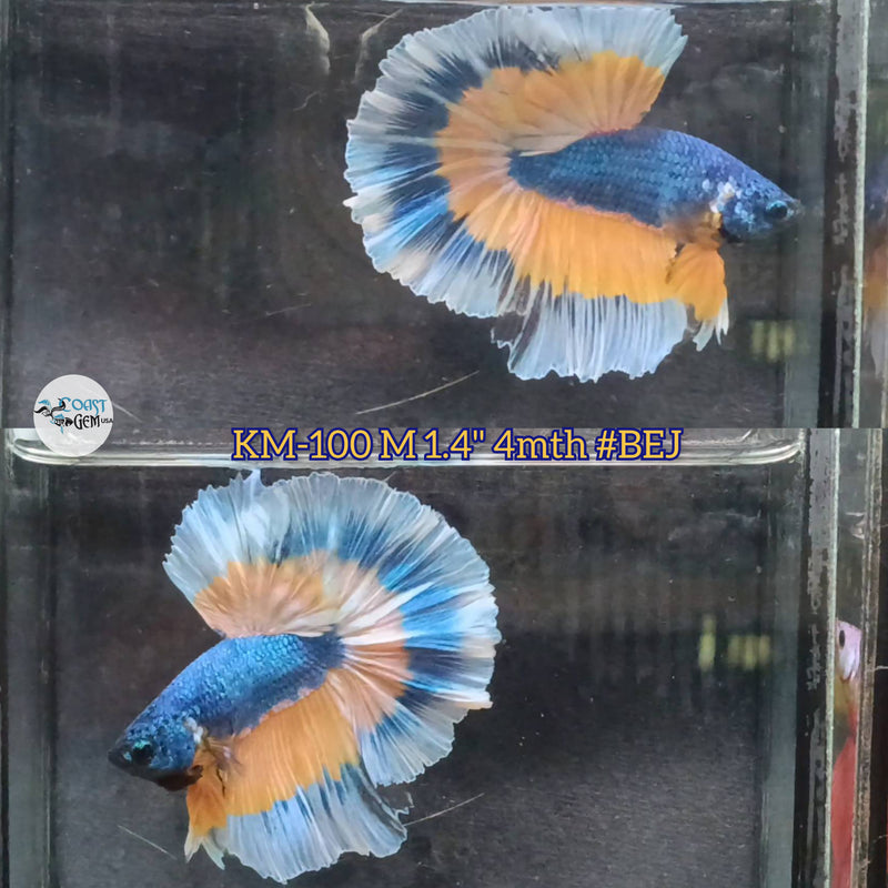 Live Male Betta Yellow blue mustard Gas Halfmoon (KM-100) what you see what you get!!