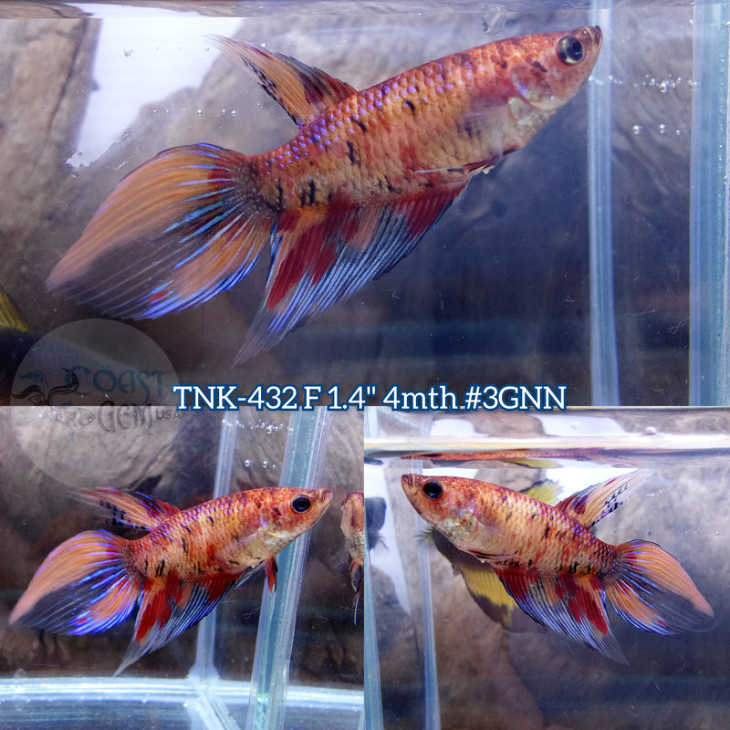 Live Female Betta Nemo Koi Velitail (TNK-432)  what you see what you get!!