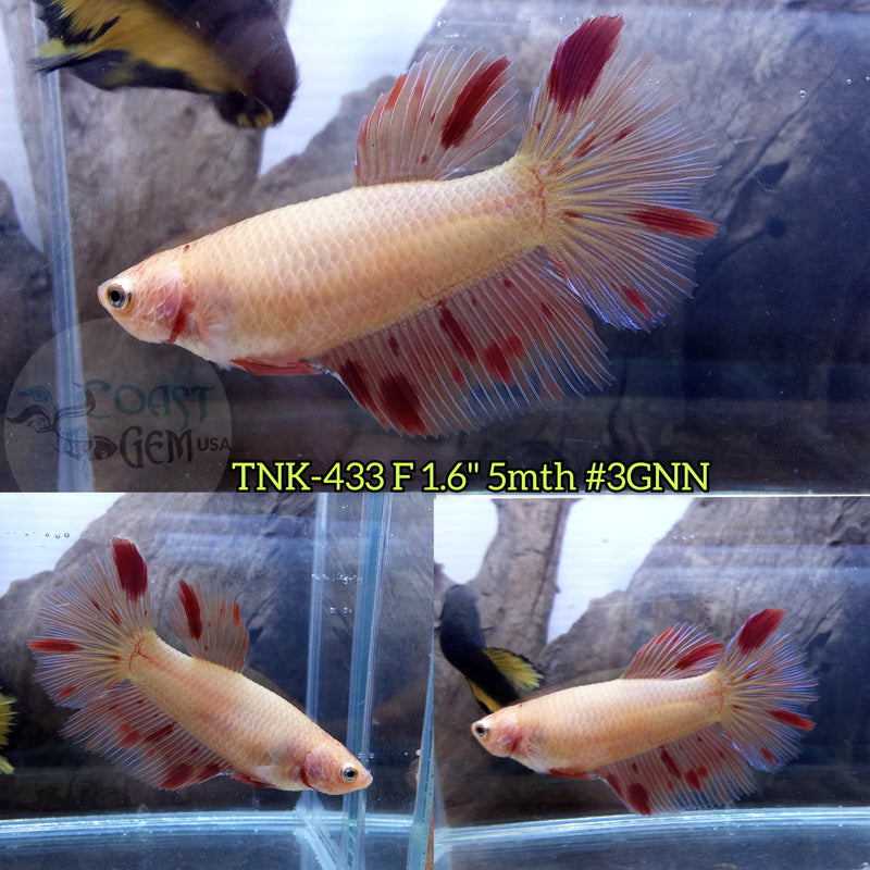 Live Female Betta Orange Vanda Armageddon Halfmoon (TNK-433)  what you see what you get!!