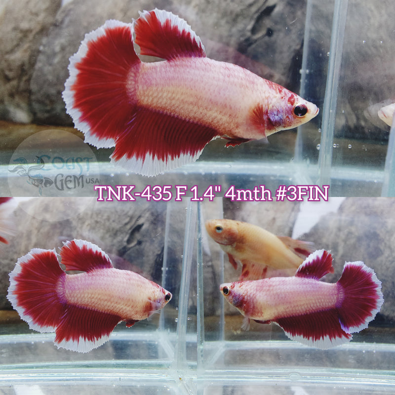 Live Female Betta Purple Salamander Halfmoon (TNK-435) what you see what you get!!