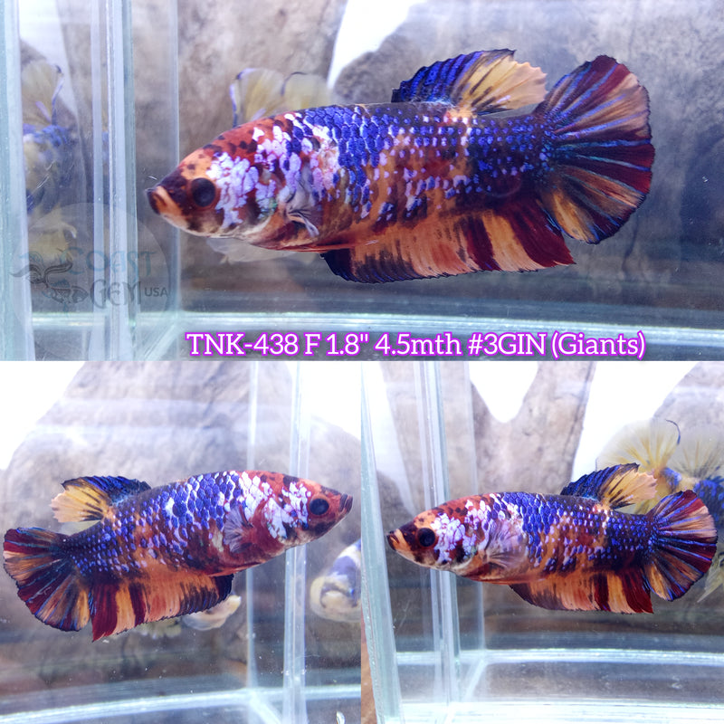 Live Female Betta Candy Multi colors Giants Plakad (TNK-438) what you see what you get!!